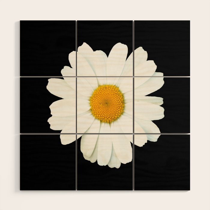 Large White Daisy on Black Background #decor #society6 #buyart Wood Wall Art Gallery Image 1