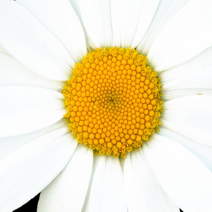 Large White Daisy on Black Background #decor #society6 #buyart Coffee Mug Gallery Image 2