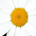 Large White Daisy on Black Background #decor #society6 #buyart Coffee Mug Gallery Image 2
