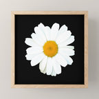 Large White Daisy on Black Background #decor #society6 #buyart Mini Art Print Gallery Image 1