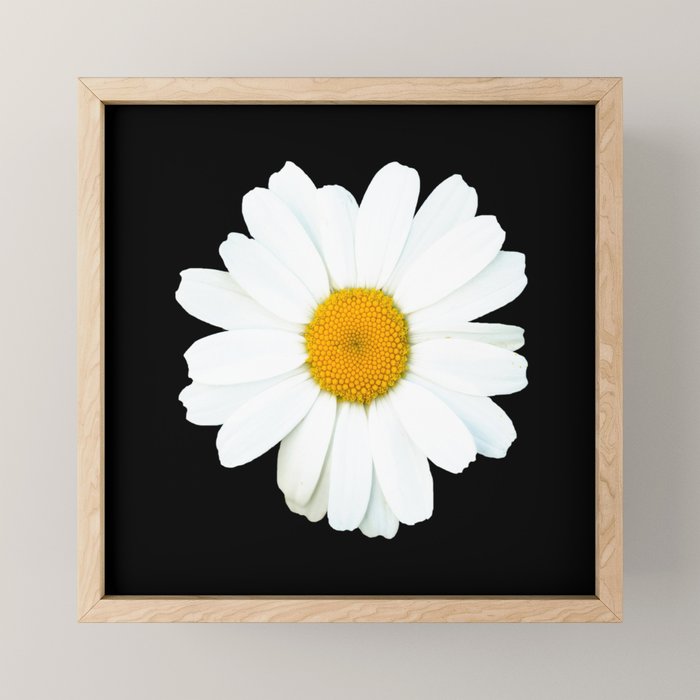 Large White Daisy on Black Background #decor #society6 #buyart Mini Art Print Gallery Image 1