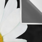 Large White Daisy on Black Background #decor #society6 #buyart Wall Tapestry Gallery Image 3