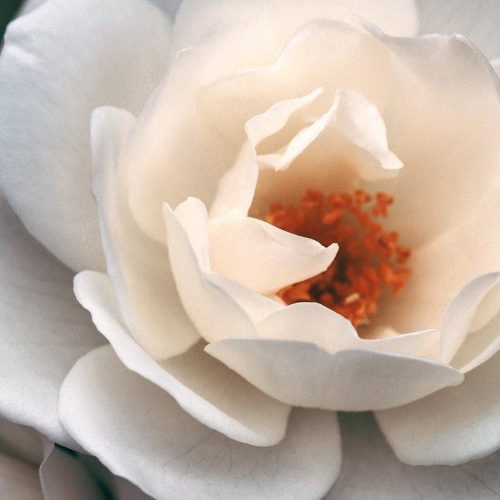 Late Autumn Rose #6 Coffee Mug Gallery Image 2