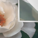 Late Autumn Rose #6 Wall Tapestry Gallery Image 3