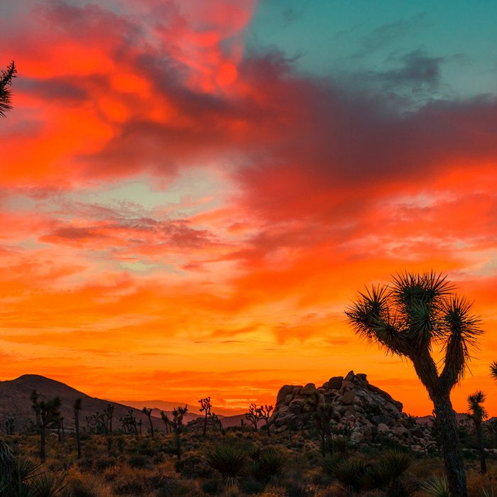 Joshua Tree Parc National Coffee Mug Gallery Image 2