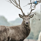 Deer Coffee Mug Gallery Image 2