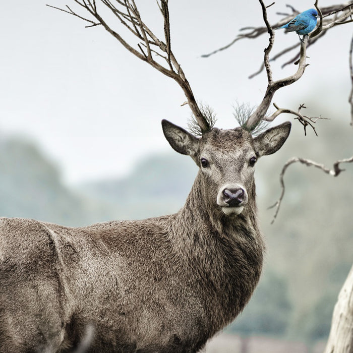 Deer Coffee Mug Gallery Image 2