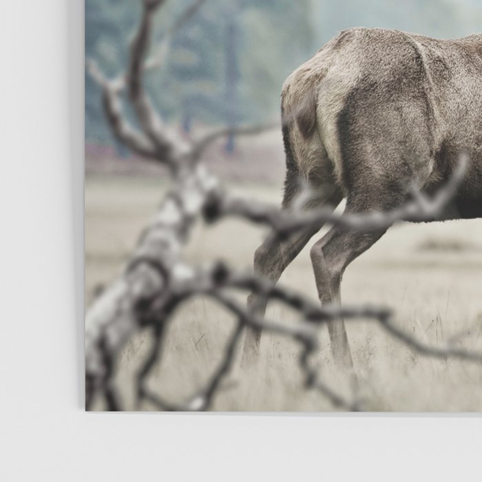 Deer Poster Gallery Image 3