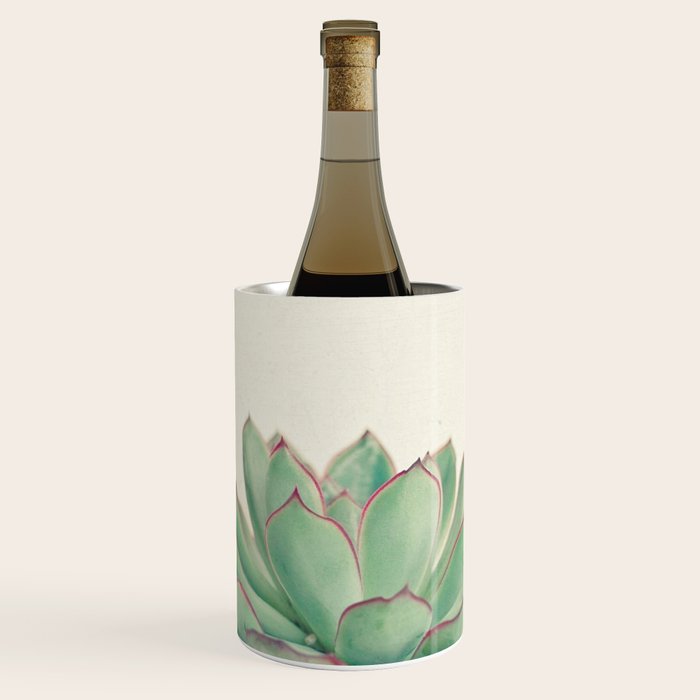 Echeveria Wine Chiller Gallery Image 1