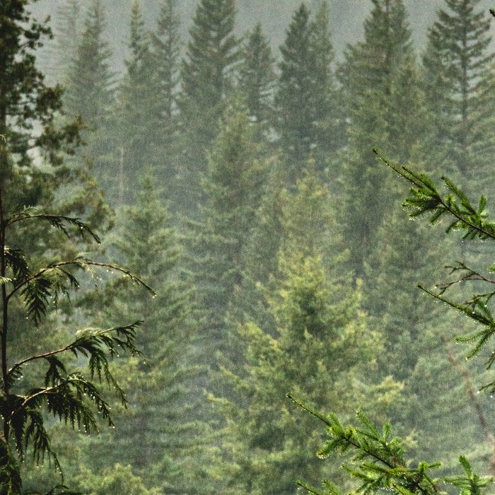 Wanderlust Forest - Mountain Adventure in Foggy Woods Coffee Mug Gallery Image 2