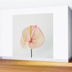 Calla Lily II Wall Mural Gallery Image 2