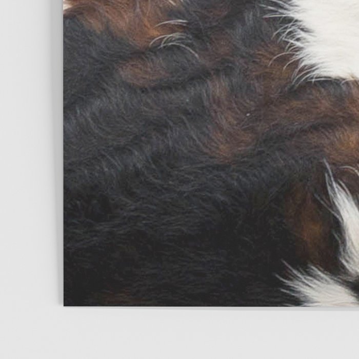 Brown Cowhide Poster Gallery Image 3