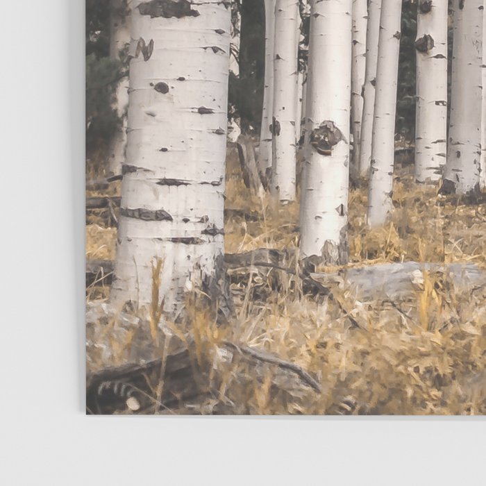 Trees of Reason - Birch Forest Poster Gallery Image 3