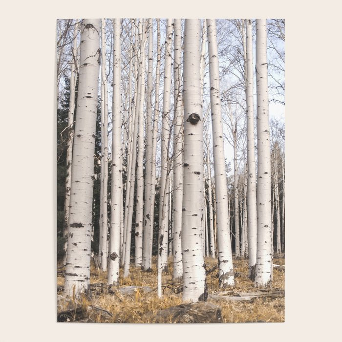 Trees of Reason - Birch Forest Poster Gallery Image 4