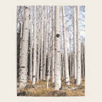 Trees of Reason - Birch Forest Poster Gallery Image 4