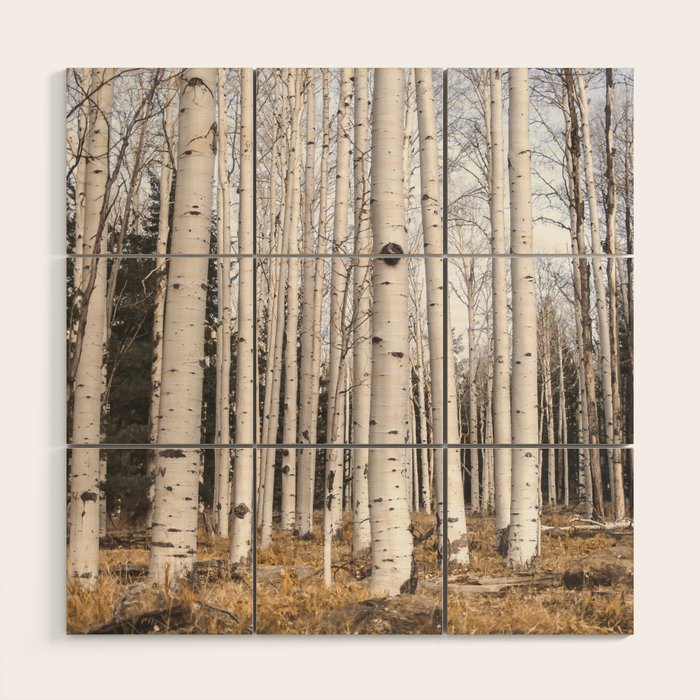 Trees of Reason - Birch Forest Wood Wall Art Gallery Image 1