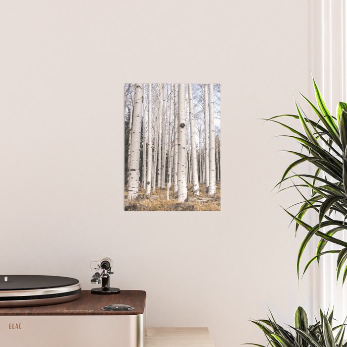 Trees of Reason - Birch Forest Poster Gallery Image 2