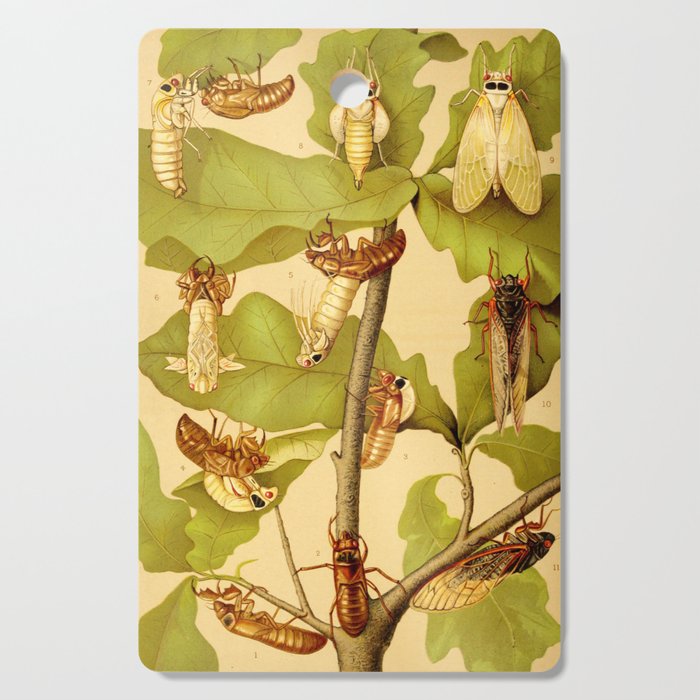 Transformation of Cicada Septemdecim by Lillie Sullivan, 1898 (benefitting The Nature Conservancy) Cutting Board Gallery Image 1