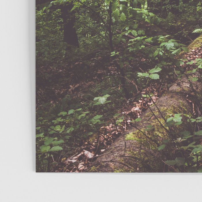 Woodland - Landscape and Nature Photography Poster Gallery Image 3
