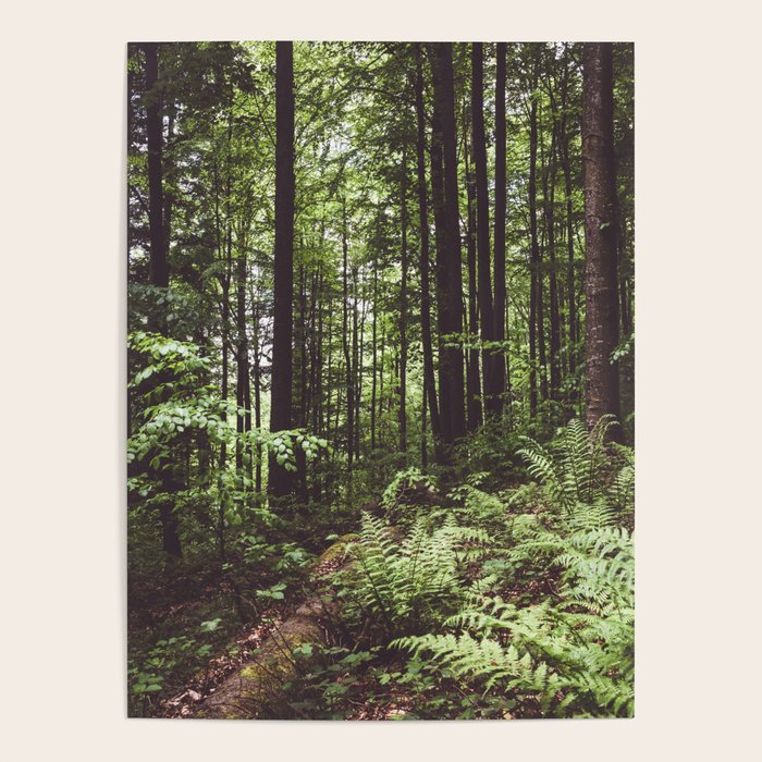 Woodland - Landscape and Nature Photography Poster Gallery Image 1