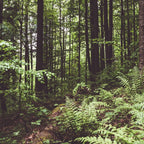 Woodland - Landscape and Nature Photography Coffee Mug Gallery Image 2