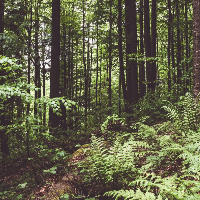 Woodland - Landscape and Nature Photography Coffee Mug Gallery Image 2