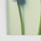 Pretty Blue Flowers Poster Gallery Image 3