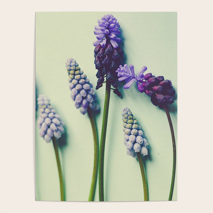 Pretty Blue Flowers Poster Gallery Image 1