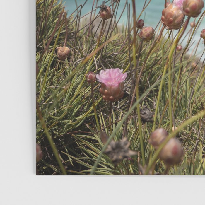 Pink Flowers by the Ocean | Travel Photography in Portugal Art Print | Summer at Bordeira Beach Poster Gallery Image 3