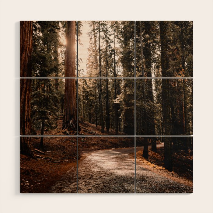 Walking Sequoia 4 Wood Wall Art Gallery Image 1