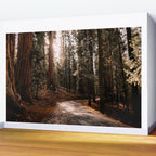 Walking Sequoia 4 Wall Mural Gallery Image 2