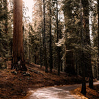 Walking Sequoia 4 Coffee Mug Gallery Image 2
