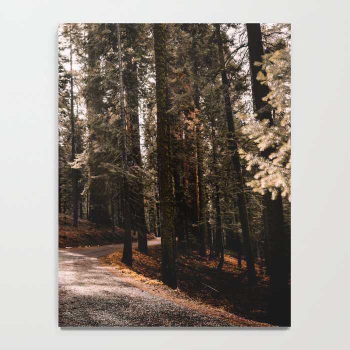 Walking Sequoia 4 Notebook Gallery Image 4