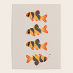Clown loach Poster Gallery Image 4