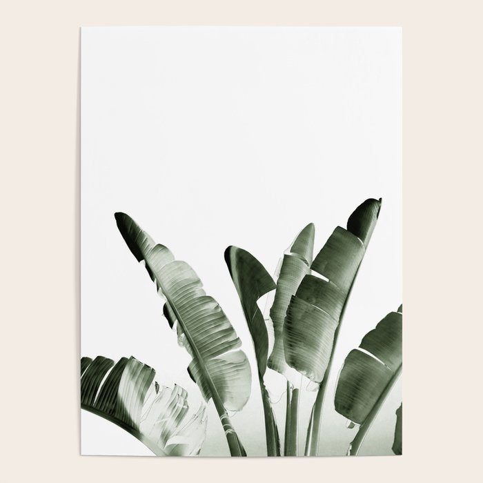 Traveler palm Poster Gallery Image 4