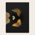 Moths Butterflies In Darkness Vintage Scientific Illustration Encyclopedia Diagram Notebook Gallery Image 4