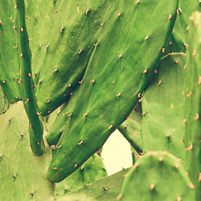 Southwest Desert Cactus Coffee Mug Gallery Image 2