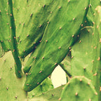 Southwest Desert Cactus Coffee Mug Gallery Image 2