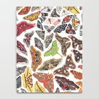 Saturniid Moths of North America Pattern Notebook Gallery Image 4