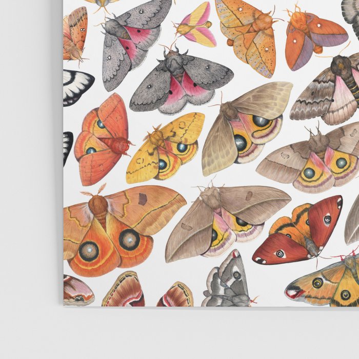 Saturniid Moths of North America Pattern Poster Gallery Image 3