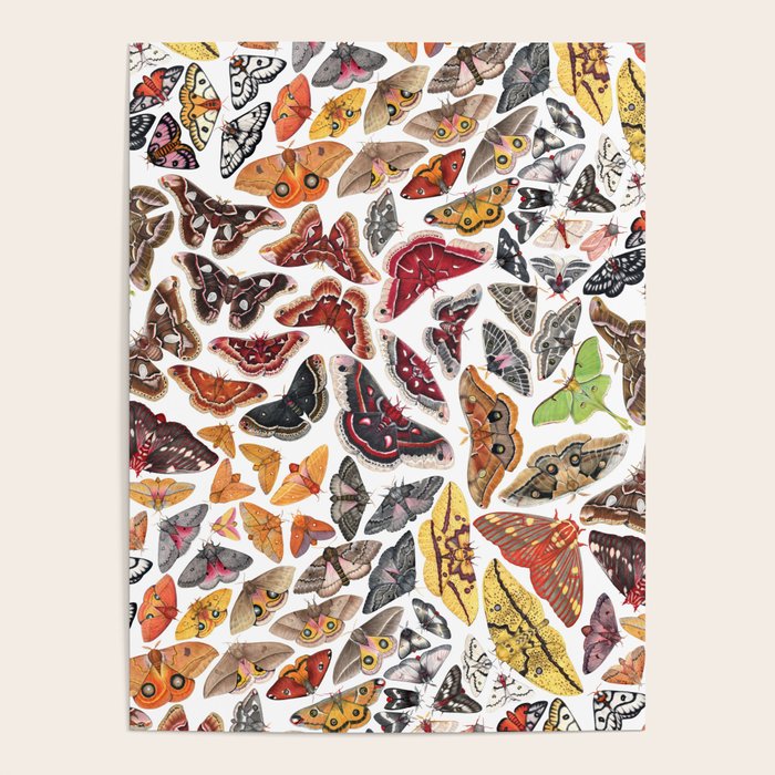 Saturniid Moths of North America Pattern Poster Gallery Image 4