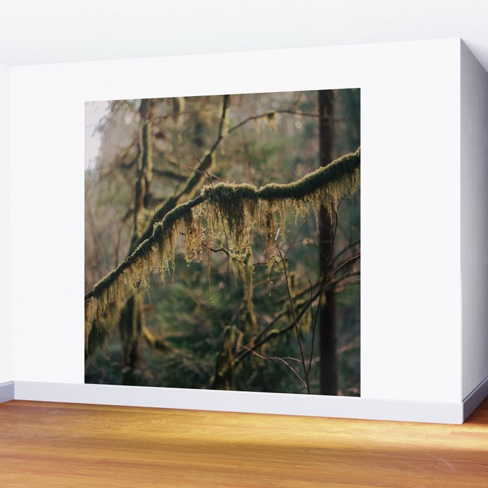 Hanging Moss Wall Mural Gallery Image 2