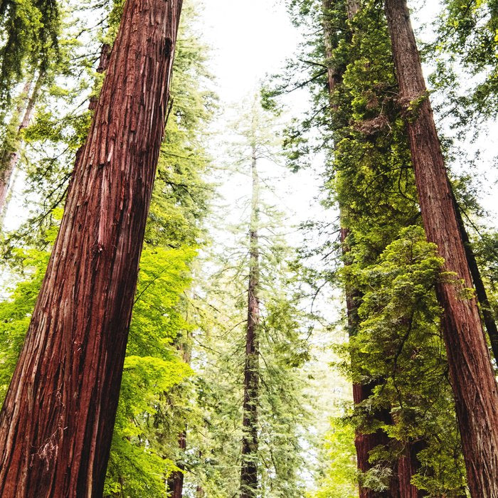 humboldt redwood forest Coffee Mug Gallery Image 2