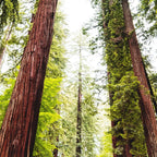 humboldt redwood forest Coffee Mug Gallery Image 2