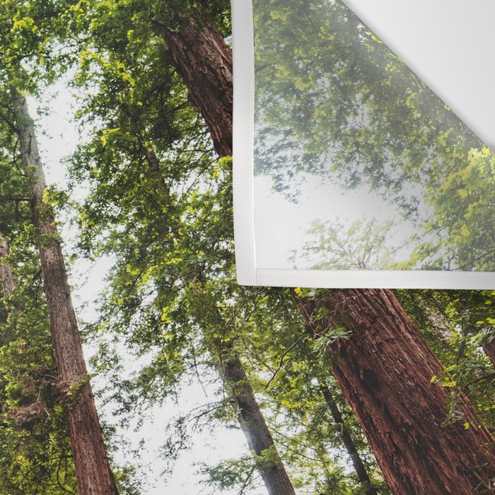 humboldt redwood forest Wall Tapestry Gallery Image 3