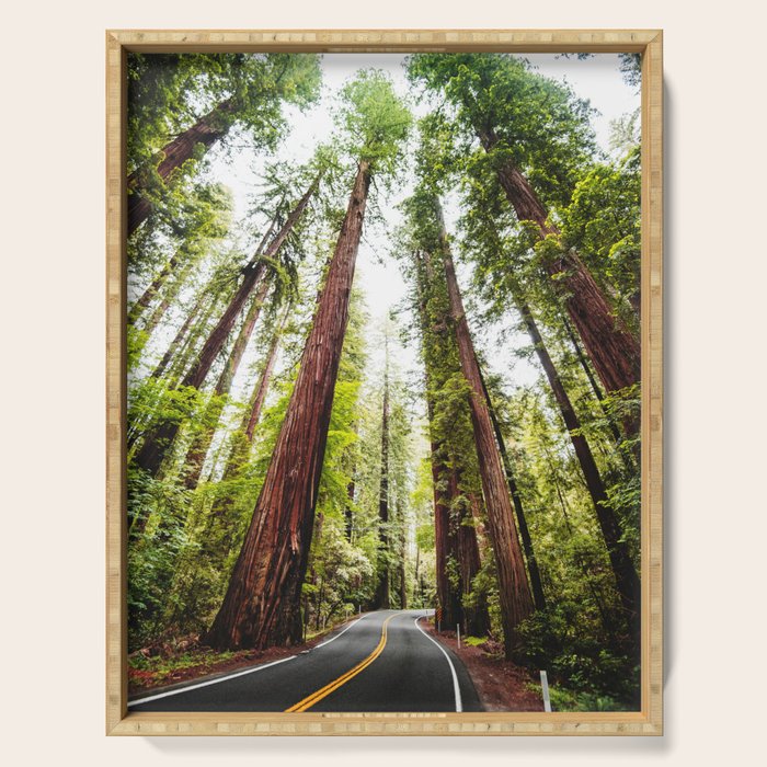 humboldt redwood forest Serving Tray Gallery Image 1