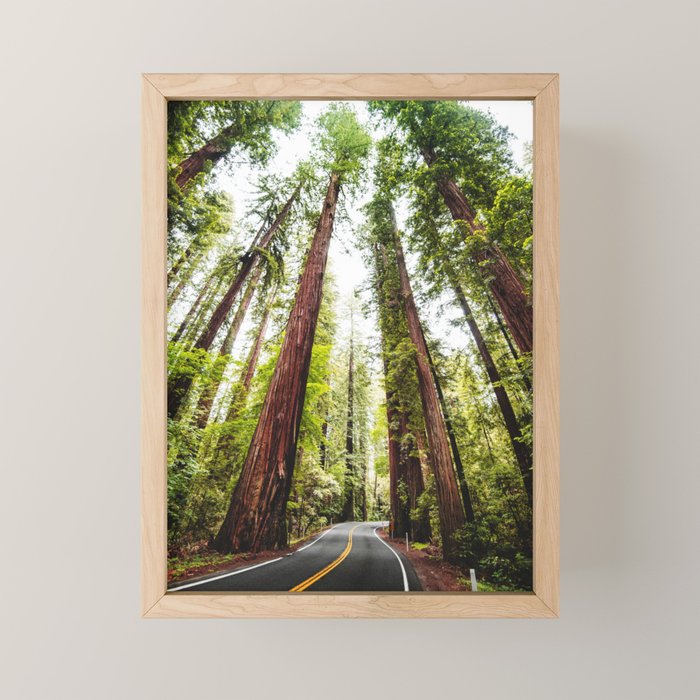 humboldt redwood forest Mini Art Print Gallery Image 1