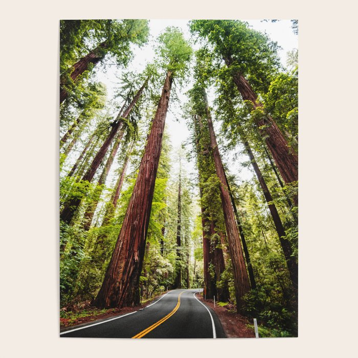 humboldt redwood forest Poster Gallery Image 4