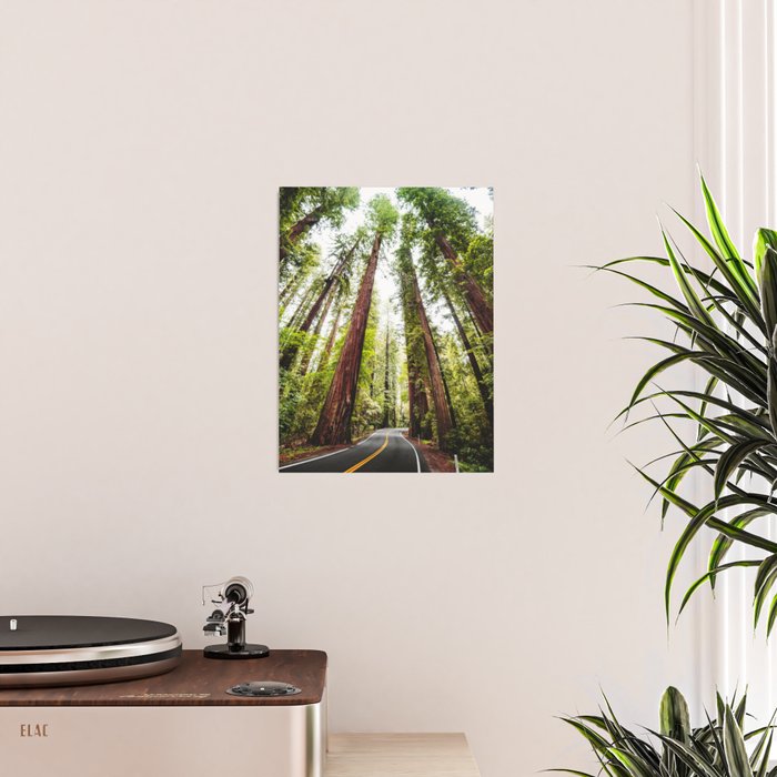 humboldt redwood forest Poster Gallery Image 2