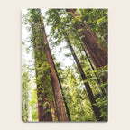 humboldt redwood forest Notebook Gallery Image 4